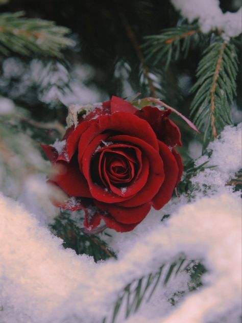 red rose in fir branches, winter Red Winter Flowers, Winter Rose Aesthetic, Red Roses In Snow, Winter Flowers Aesthetic, Red Winter Aesthetic, Roses In Snow, January Inspiration, Heart Poetry, Snow Rose