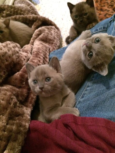 Burmese kittens for sale - TOMBLAN BURMESE Burmese Kittens, Kittens Coloring, Burmese Cat, Kittens For Sale, Kitten For Sale, Burmese, Pretty Cool, Cat Breeds, Cats And Kittens