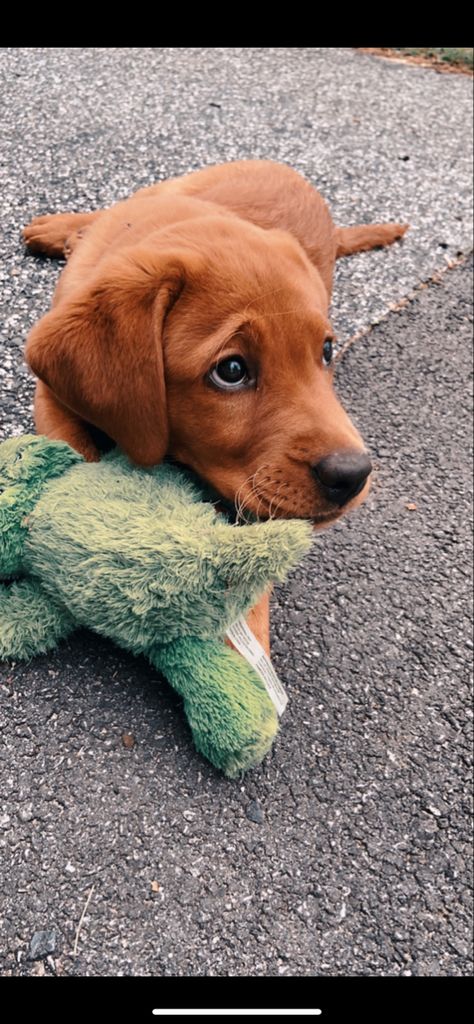 Red Fox Labrador Puppy, Fox Red Labrador Puppy, Red Lab Puppies, Fox Red Lab, Fox Red Labrador, Red Labrador, Red Lab, Lab Puppy, Dog Help