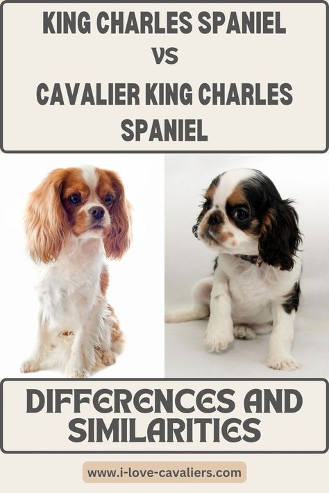 Brown King Charles Spaniel, Cavaliers King Charles Spaniel, Kings Cavalier Spaniel, Charles Spaniel Cavalier King, Cavalier King Charles Spaniel Haircut Styles, Caviler King Charles Spaniel Puppies, Cavalier King Charles Spaniel Grooming Styles, Cavilar King Charles Spaniel, Caviliar King Charles Spaniel