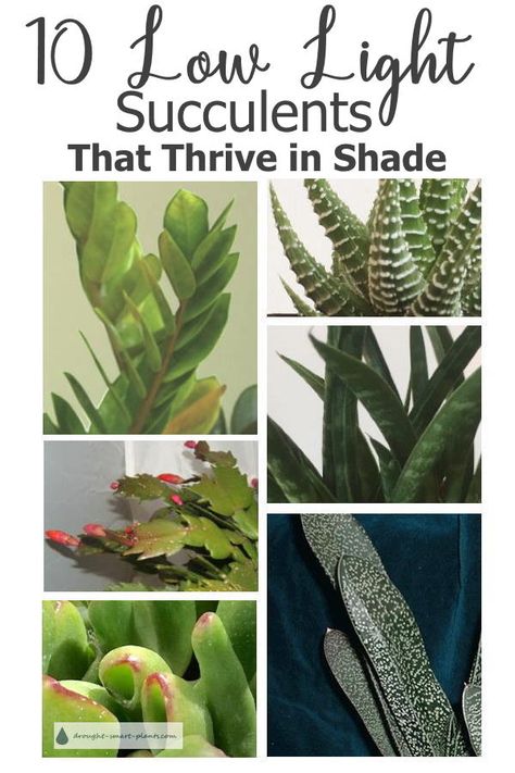 Shade Succulents Outdoor, Low Light Succulents, Succulent Outdoor, Types Of Succulents Plants, Pot Gardening, Low Water Plants, Succulent Species, Kitchen Plants, Plant Care Houseplant