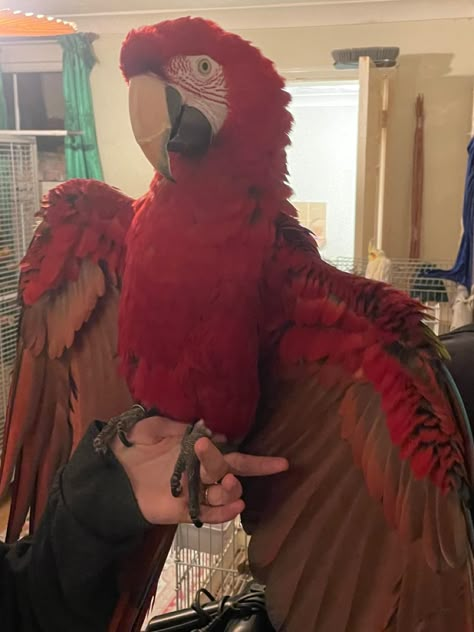 Aesthetic Pets, Parrot Pet, Funny Parrots, Well Hello There, Macaw Parrot, Parakeets, Pretty Animals, Animal Sanctuary, Pet Bird