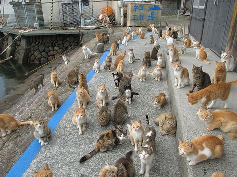 Cat Island Japan, Cat Island, Lots Of Cats, Feral Cats, Cat Facts, Active Life, Dessin Adorable, Cat Shelter, Happy Animals