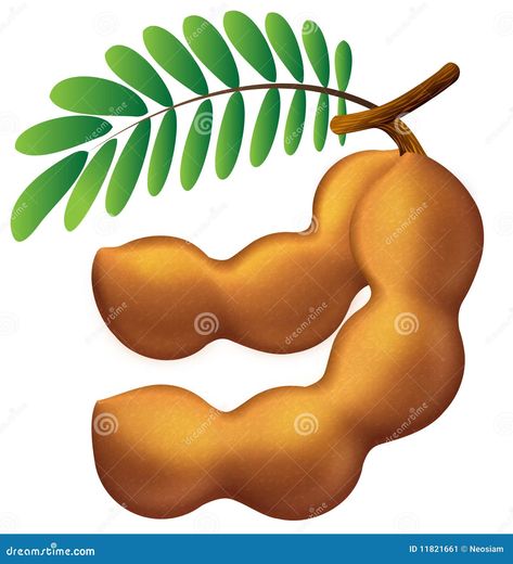 Tamarind Vector, Map Symbols, Kitchen Logo, Orange Butterfly, Tamarindo, Flower Food, Logo Food, Fitness Workout For Women, Background Illustration