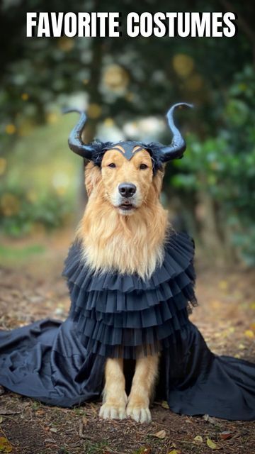 Sunday | Not Your Typical Golden Retriever on Instagram: "Sharing some of our favorite Halloween Costumes from years past! Which one is your favorite? 🎃 ✨FOLLOW @sundaythegoldenretriever for more wholesome and funny content. #halloween #goldenretriever #dogphotos #dog #dailyfluff #dogsofinstagram #goldensofinstagram #dogoftheday #9gaghalloween #dogcostume" Golden Retriever Halloween Costume, Golden Retriever Costume, Golden Retriever Halloween, Mistress Of Evil, Werewolf Costume, Bat Dog, Animal Halloween Costumes, Funny Content, Pet Halloween Costumes