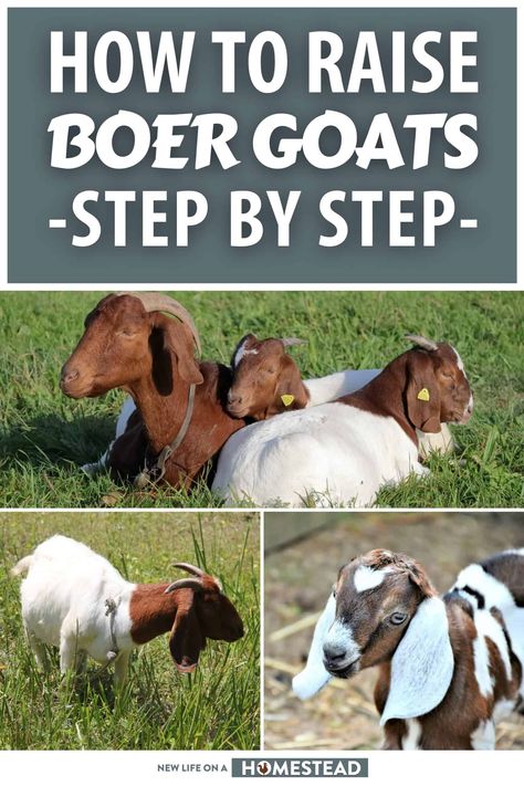 Breeding Goats, Keeping Goats, Goat Health, Show Goats, Raising Farm Animals, Goat Care, Goat Barn, Boer Goats, Raising Goats