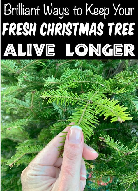 Christmas Tree Decorations Real Tree, How To Care For A Real Christmas Tree, Christmas Tree Preservative Diy, Real Christmas Tree Care Tips, Decorating Live Christmas Trees, How To Keep A Christmas Tree Alive, Christmas Tree Care Tips, Christmas Tree Clippings Ideas, Live Christmas Tree Care