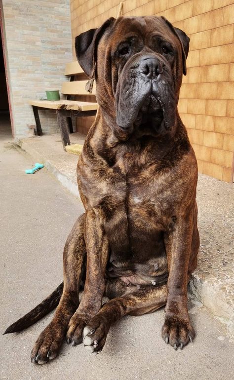 Boerboel Mastiff, Bully Dogs, Cat Vs Dog, Crazy Dog Lady, Bully Dog, Apex Predator, English Mastiff, Dog Lady, Bull Mastiff