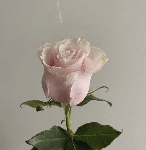 Rose Flowers Aesthetic, Rose Flower Aesthetic, Pink Rose Aesthetic, Pink Icon Aesthetic, Rose Pink Aesthetic, Pink Roses Aesthetic, Rose Vibe, Wallpaper Mawar, The Princess And The Pauper