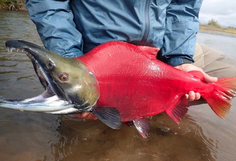 Pebble Mine: A lot at stake.. Photo: Jason Whiting. Salmon Fish Animal, Kokanee Salmon, Bear Fishing, King Salmon, Sockeye Salmon, Vintage Fishing Lures, Fishing Photography, Cool Fish, Salmon Fish