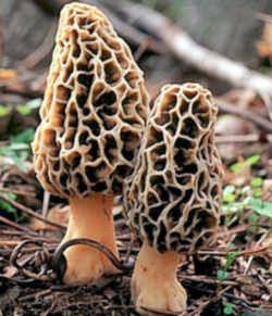 Minnesota State Mushroom - Morel Morel Mushroom Hunting, Mushroom Seeds, Mushroom Identification, Mushroom Spores, Mushroom Pictures, Morel Mushroom, Mushroom Hunting, Edible Mushrooms, Mushroom Fungi