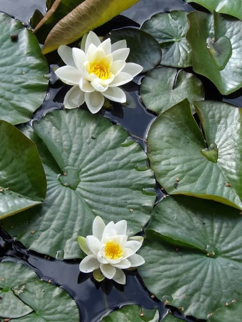 Nymphaea Lotus, Pond Flowers, White Water Lily, Water Lily Flower, Lotus Flower Pictures, Lotus Flower Art, Water Lily Pond, Water Lilly, Lily Pond