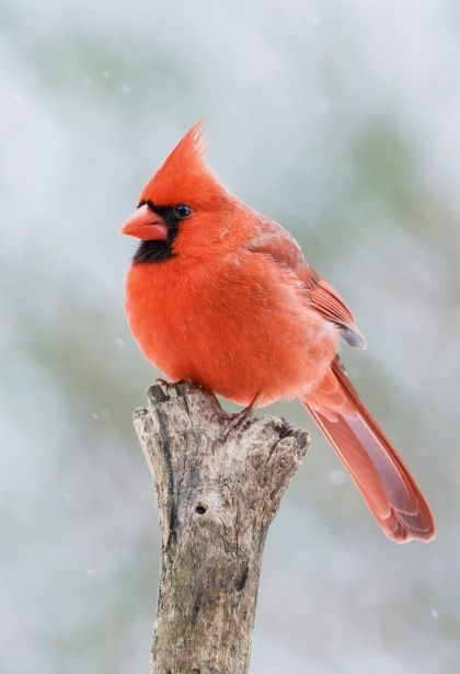 Columbia River Gorge Oregon, Gorge Oregon, Carved Ornaments, Bird Cardinal, Nice Wallpapers, Bright Autumn, Painting Challenge, Bird Reference, Photos To Paint