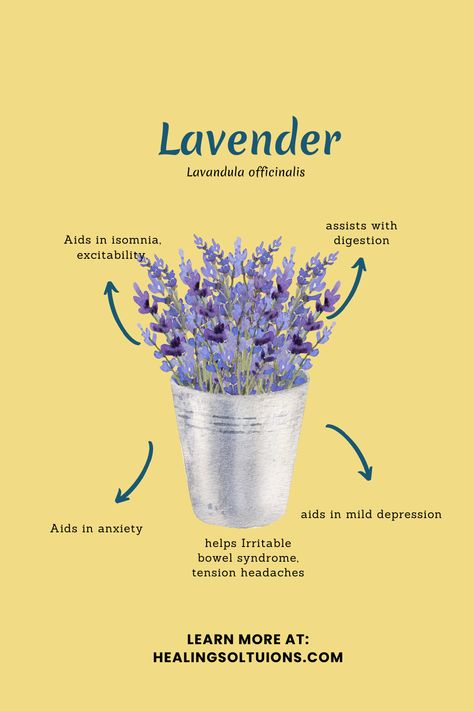 Lavender is not only beautiful it possesses a lovely fragrance. It has been used for thousands of years for it's healing properties. Lavender Healing Properties, Health Benefits Of Lavender, Lavender Tincture Benefits, Magic Properties Of Lavender, Lavender Herbalism, Medication Management, Sleep Health, Tension Headache, Chronic Condition