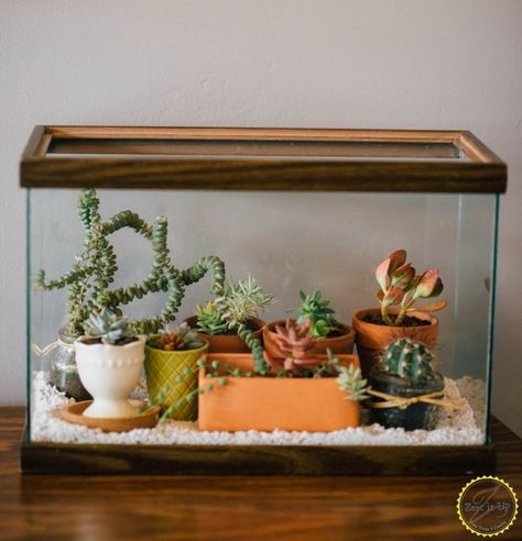 Love finding objects that would otherwise be considered trash and useless and making them useful? She fills a fish tank with water, but the gorgeous result has nothing to do with pets. Check it out now! Diy Succulent Terrarium, Fish Tank Terrarium, Diy Fish Tank, Aquarium Terrarium, Beautiful Terrariums, Diy Aquarium, Mini Terrarium, Colorful Succulents, Terrarium Diy