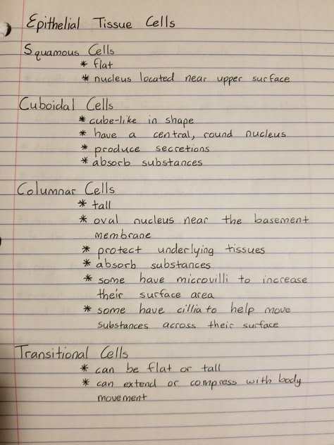 Excitable Tissues Physiology, Anatomy And Physiology Tissues Notes, Anatomy Tissues Study, Epithelial Tissue Histology, Cells And Tissues Anatomy Notes, Epithelial Tissue Notes, Epithelium Tissue Notes, Tissue Anatomy Notes, Epithelial Tissue Anatomy Notes