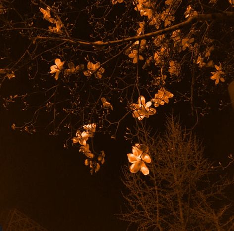 Orange Forest Aesthetic, Dark Orange Aesthetic Grunge, Autumn Lockscreen, Morgan Core, Holly Humberstone, October Vibes, Orange Forest, Academia Decor, Forest Aesthetic