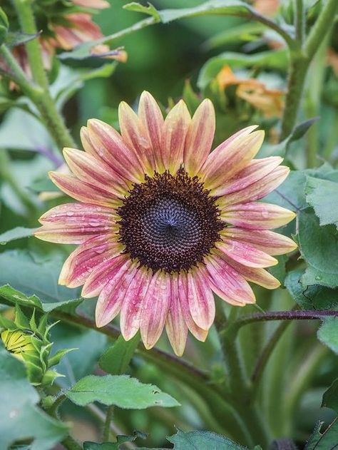 9 Best Types of Pink Sunflower Varieties | Balcony Garden Web Sunflower Varieties, Types Of Pink, Healthy Harvest, Huge Flowers, Giant Sunflower, Pink Sunflowers, Sunflowers And Daisies, Sun Perennials, Sunflower Garden