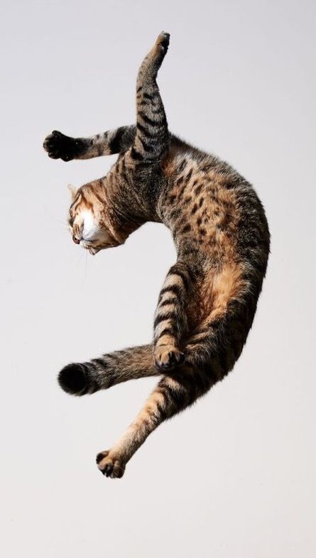 Cat Jumping, Dancing Animals, Cat Anatomy, Ninja Cats, Dancing Cat, Cat Pose, Warrior Cat, Cat Care, Warrior Cats