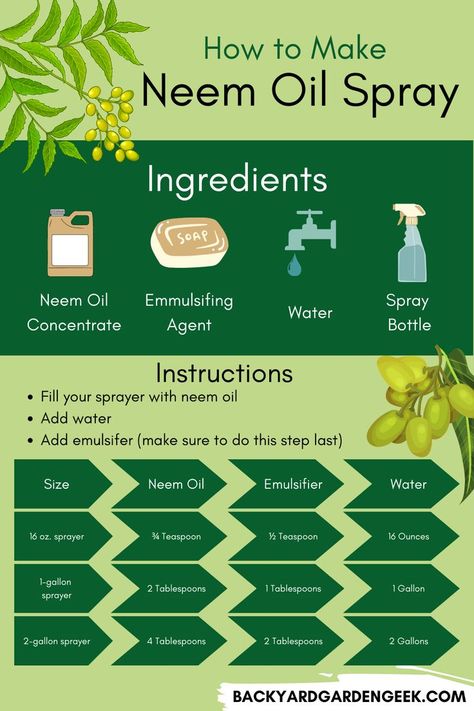 Got pests in your garden? Neem oil is a natural insecticide that is made from neem tree seeds. It is easy to make from home by simply adding neem oil, water, and an emulsifier to a spray bottle. Use the neem oil spray to treat garden pests such as aphids and spider mites. Aphid Spray Homemade, Diy Neem Oil, Aphid Spray, Pest Spray, Neem Tree, Get Rid Of Spiders, Natural Insecticide, Medicinal Herbs Garden, Plant Pests