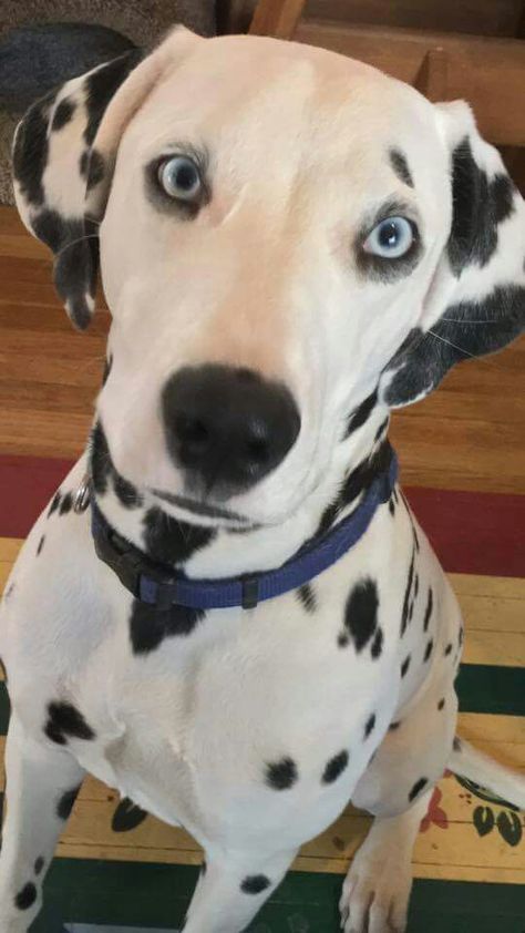 Dog With Blue Eyes, Blue Eyed Dalmatian, Dalmatian Blue Eyes, Dalmatian Heart Eyes, Dalmation Crystal, Dalmatian Puppy Aesthetic, Dalmatian With Blue Eyes, Long Haired Dalmatian, Fox Dog