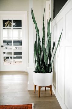 snake plant Sansevieria trifasciata Houseplants Leedy Interiors NJ Interior Designer NJ Houseplants Low Light, نباتات منزلية, Sansevieria Trifasciata, Dirty Hands, Plants Succulents, Wall Panelling, Black Dining Room, Southwest Decor, Plants Decor