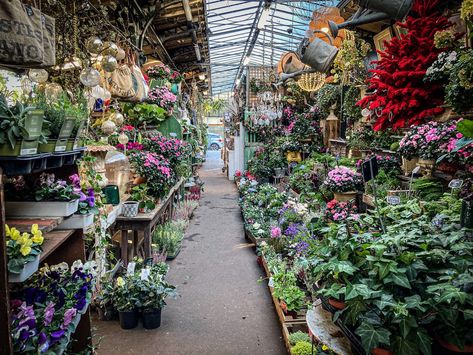 A Guide to the Marché aux Fleurs (Flower Market) in Paris | Ulysses Travel Paris Flower Market, Pere Lachaise Cemetery, Places In Paris, Tuileries Garden, D Day Landings, Luxembourg Gardens, Europe 2023, Fountain Design, Visit France