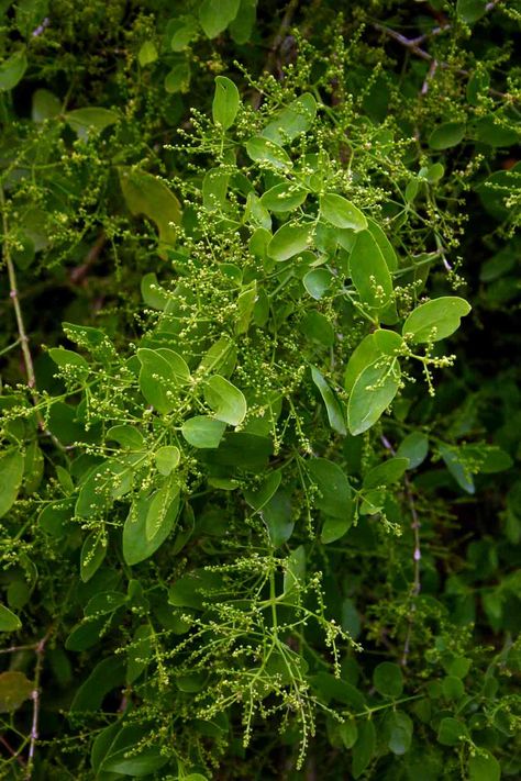 Jesus told several parables using the mustard seed. Probably the actual mustard tree (Salvadora persica) of the Bible. In Mark 4:30-32 Jesus compared the growth of the church to a mustard seed. Salvadora Persica, Mustard Seed Parable, Mustard Tree, Mark 4, Nature Walk, Old And New Testament, Tree Leaves, Mustard Seed, Walking In Nature