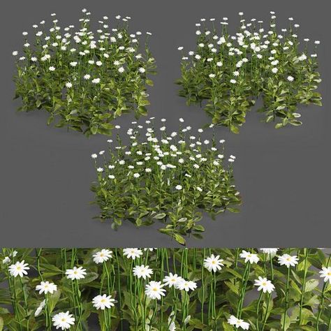 3 Daisy White Flower Bush Plants Set 01 White Flower Bush, Coastal Rosemary, Westringia Fruticosa, Urban Spaces Design, Tree Photoshop, Flower Bush, Bush Plant, Green Ground, White Landscape