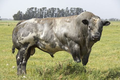 Belgian Blue Bull Belgian Blue Cattle, Shorthorn Cattle, Belgian Blue, The Breeders, Blue Animals, Animal Research, Northern Germany, Blue Cow, Cattle Breeds