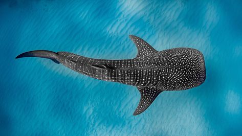 Whale Shark Painting, Whale Shark Tattoo, Whale Sharks, Shark Tattoo, Shark Art, Shark Tattoos, A Whale, Ocean Vibes, Marine Biology