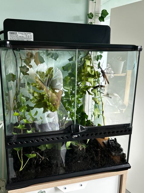 Mantis Terrarium, Insect Terrarium, Indoor Rabbit Cage, Stick Insect, Terrarium Ideas, Indoor Rabbit, Rabbit Cage, Praying Mantis, Terrarium