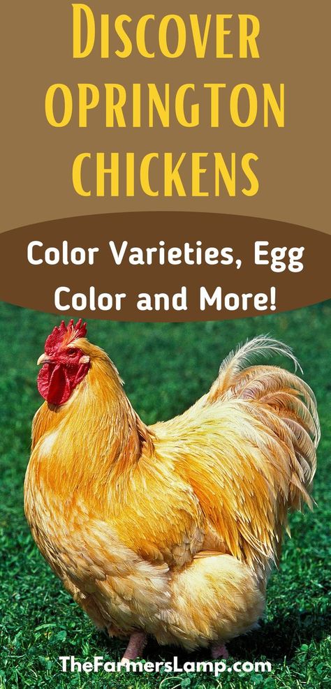 a buff orpington rooster standing in grass with words written on the picture that read discover orpington chickens color varieties egg color and more the farmers lamp dot com Orpington Chickens, Backyard Birds Watching, Chicken Coloring, Backyard Flocks, Egg Laying, Chicken Feed, Chicken Breeds, Hens And Chicks, Coloring Eggs