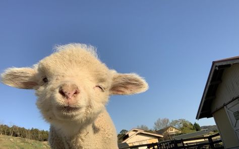 Sheep, Laptop