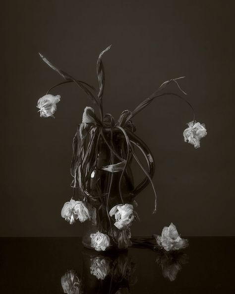 A painterly study of faded white tulips in black and white. Much as I love fresh flowers, there is something beautiful about dead or wilting flowers too. Maybe a little wistful but somehow poetic! They were a popular subject in the 17th century Dutch Vanitas still-life school of painting which explored these themes. Archival pigment prints are made on smooth matt Hahnemühle Photo Rag 308 gsm heavyweight art paper. Gothic Sketches, Wilting Flowers, Decay Art, Wilted Flowers, Gcse Art Sketchbook, Nothing But Flowers, White Tulips, Fine Art Photography Print, Aesthetic Painting