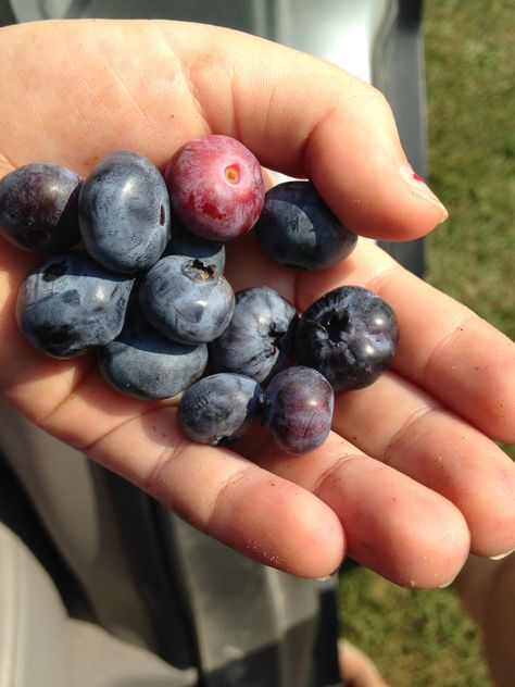 Fresh! Blueberries For Sal, Blackberry Picking, Blueberry Picking, Blueberry Farm, Blueberry Plant, Berry Picking, Just Eat, Fruit Photography, Red Raspberry