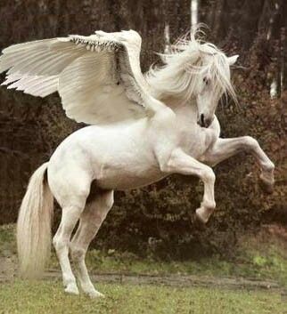 White pegasus.....wish they were real Winged Horse, Mythological Creatures, Mystical Creatures, Believe In Magic, Arte Fantasy, Pretty Horses, White Horse, Magical Creatures, Horse Art