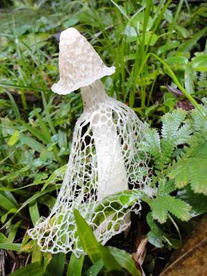 Back from Belize, with lots to say - Ambergris Caye Belize Message Board Mushrooms Art, Ambergris Caye Belize, Mushroom Images, Mushroom Plant, White Mushroom, Mushroom Pictures, Ambergris Caye, Mushroom Drawing, Plant Fungus