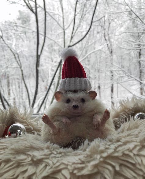 Hedgehog Photography, Hedgehog In Costume, Christmas Hedgehog, Hedgehog In Clothes, Hedgehog With Hat, Hedgehog Meme, Regnul Animal, Hedgehog Memes Hilarious, Instagram Famous