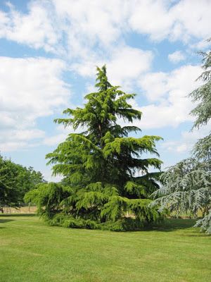 Cedrus Libani, Deodar Cedar, University Of Redlands, Cedrus Deodara, Drought Tolerant Trees, Ranch Design, Crape Myrtle, Cedar Trees, Deciduous Trees