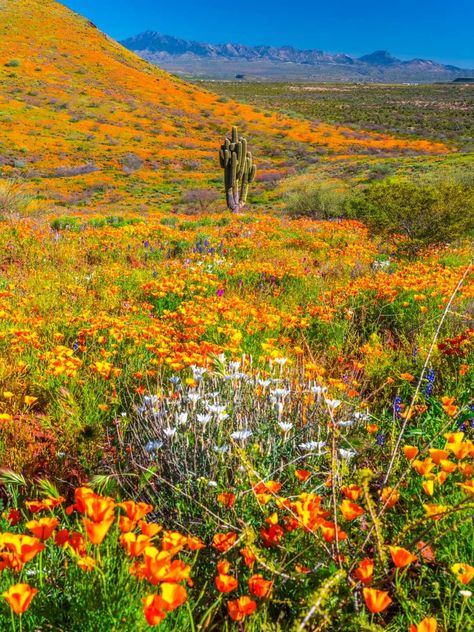 Desert Wildflowers & Wildlife | In the spring, a large, relatively unknown poppy field shocked Southern California with a one-of-a-kind super bloom | Facebook Desert Superbloom, Desert Spring, Abstract Watercolor Landscape, Southwest Desert, Poppy Field, Yellow Art, Cactus And Succulents, Southern California, Abstract Watercolor