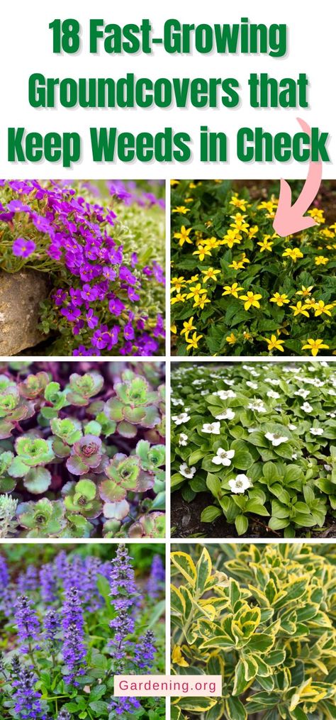 18 Fast-Growing Groundcovers that Keep Weeds in Check Ground Cover For Rock Garden, Geranium Ground Cover, Ground Cover Flowers Perennials, Ground Cover That Chokes Out Weeds, Groundcover Landscaping, Fast Growing Ground Cover, Ground Cover Flowers, Types Of Weeds, Best Ground Cover Plants