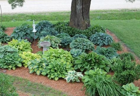 15 Plants That'll Grow Well (Not Just Survive) Under a Pine Tree Hostas Under Trees, Underplanting Trees, Garden Ideas Under Trees, Trees Images, Shaded Garden, Tree Gardens, Plants Under Trees, Landscaping Around Trees, Landscaping Trees