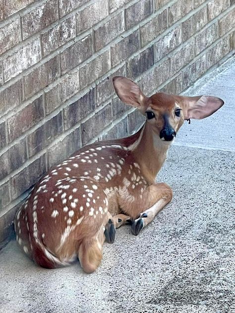 Deer Therian, Funny Deer, Deer Pictures, Brown Deer, Deer Illustration, Woodland Critters, Dear Baby, Norwegian Forest Cat, Oh Deer