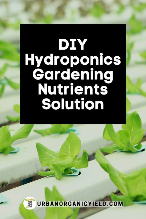 DIY, how to make your own nutrient solution for your hydroponics growing system. There is a science to making the right mixture and ingredients and nutrients. Here is information on how to make your own fertilizer. #HydroponicsFertilizer #HydroponicsSolution #DIYHydroponicsSolution #Gardening #UrbanOrganicYield How To Build A Hydroponic System, Kratky Hydroponics, Hydroponic Gardening Diy, Hydroponic Nutrients, Indoor Hydroponic Gardening, Hydroponic Solution, Hydroponic Gardening System, Hydroponic Vegetables, Aquaponics Greenhouse