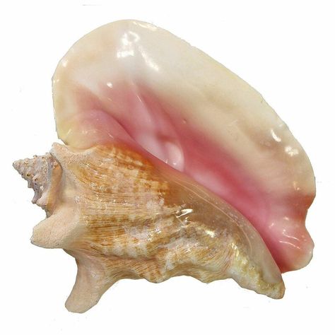 Types Of Shells, Big Sea, Cascading Flowers, Beach Events, Nautical Home, Conch Shell, Animal Figurines, Pics Art, Decorating Coffee Tables