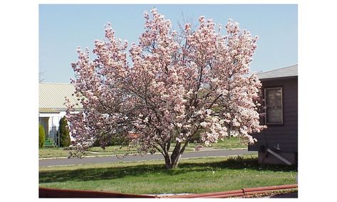 Online Trader: 1 Saucer Soulangeana Magnolia shrub live tree Spring Flower beautiful Magnolia Shrub, Saucer Magnolia Tree, Saucer Magnolia, Magnolia Soulangeana, Hydrangea Shrub, Floral Farm, Limelight Hydrangea, Live Tree, Single Tree