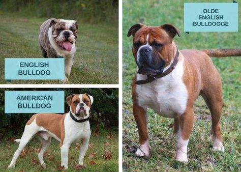 This photograph cross-compares three popular types of bulldog breeds. English Bulldog Full Grown, Smartest Dogs, Olde English Bulldogge, Bulldog Breeds, Text Graphics, Popular Dog Breeds, Bull Dogs, Most Popular Dog Breeds, British Bulldog