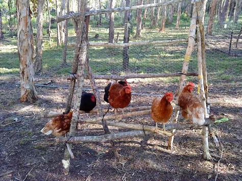 Diy Chicken Roost, Chicken Perch, Chicken Coop Kit, Chicken Perches, Urban Chicken Farming, Chicken Roost, Portable Chicken Coop, Chicken Pen, Urban Chickens