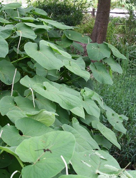 Rootbeer Tree, Hoja Santa, Mexican Pepperleaf, Yerba Santa, Sacred Pepper from Cynthia June 2019 Yerba Santa, Backyard Projects, Root Beer, Secret Garden, Plant Leaves, Stuffed Peppers, Plants